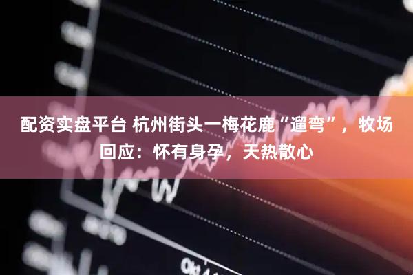 配资实盘平台 杭州街头一梅花鹿“遛弯”，牧场回应：怀有身孕，天热散心